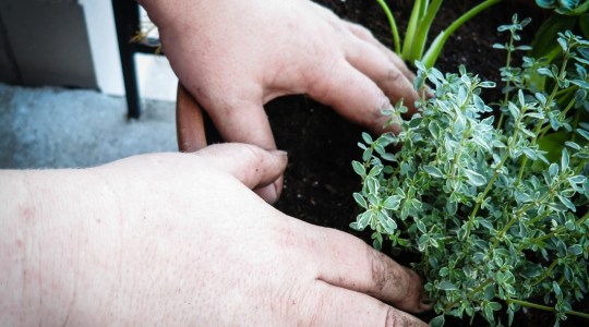 Dirty hands planting fresh green herbs in a planter