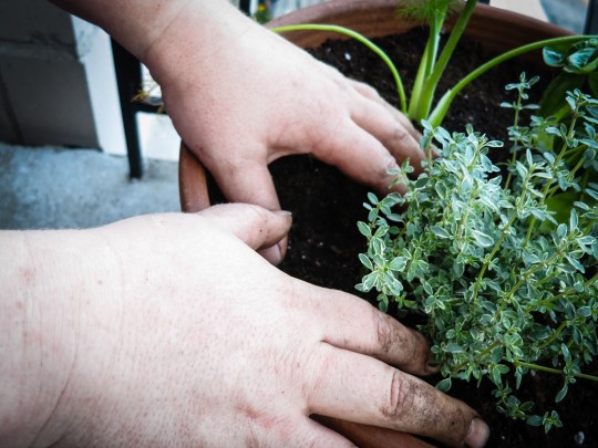 Dirty hands planting fresh green herbs in a planter