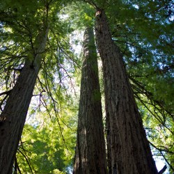 Looking up at three California redwood trees