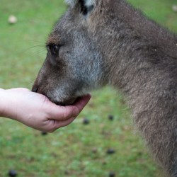 Wallaby eating from hand